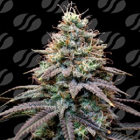 Auto FumePop > Original Sensible Seeds